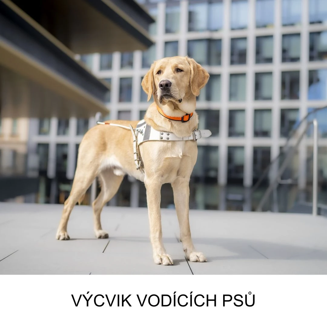 Výcvik psů - Bílá pastelka